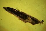 mm Fossil Plant Leaf (Gymnosperm) In Baltic Amber #102721-1